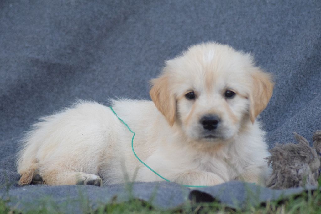 Au Coeur Noisette - Golden Retriever - Portée née le 02/07/2018